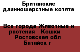 Британские длинношерстные котята - Все города Животные и растения » Кошки   . Ростовская обл.,Батайск г.